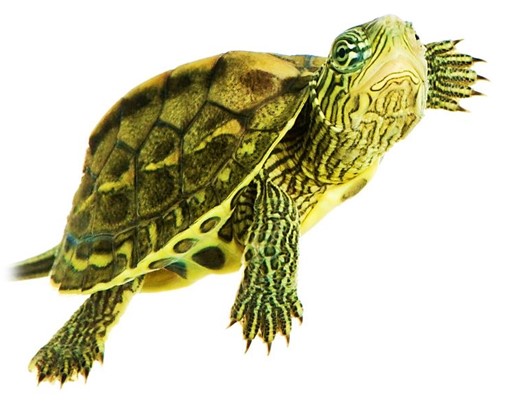 cagado