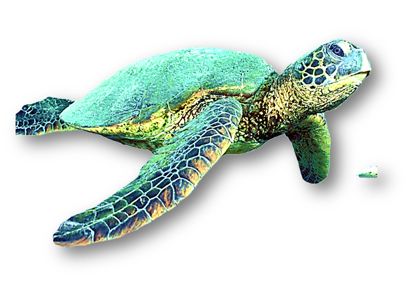 tartaruga